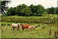 Cattle family, Tattraconnaghty