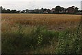 Field by Mount Bowers Lane, Hawkwell