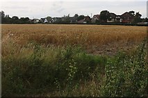 TQ8491 : Field by Mount Bowers Lane, Hawkwell by David Howard