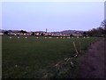 Line of sheep crossing field near Lowerhouse