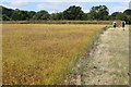 On the path to Scripps Farm