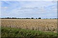 Laxfield, Cake Street: Cereal crop