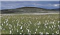 NC8965 : Cotton grass below Rubha an Tuir, Sutherland by Claire Pegrum