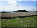 Wheat field and Bath Wood