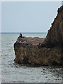 SX9365 : Withy Point from the breakwater at Babbacombe by Chris Allen