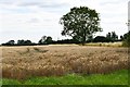 Brabling Green: Cereal crop