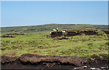 NY7738 : Peat banks with sheep by Trevor Littlewood