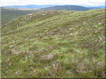 NN6465 : Hillside of Creag a' Mhadaidh by Chris Wimbush