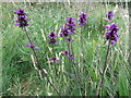 Betony, Silverlink Biodiversity Park, Shiremoor