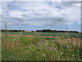 Roadside flowers and a field of onions