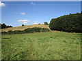 Grass field and Vicarage Wood