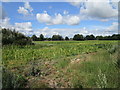 Maize field off Barnby Road