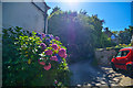 Slapton : Country Lane