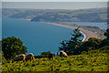 Strete : Grassy Field & Sheep