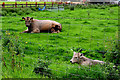 Cow and calf, Blackfort