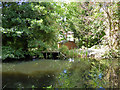 Basingstoke Canal - bottom of gardens