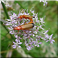 Soldier Beetles