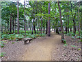 Surfaced path, Horsell Common