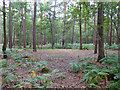 Woodland, Horsell Common