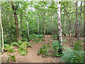 Path, Horsell Common