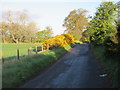 Gorse in bloom by the roadside