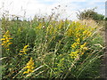 Goldenrods Near Fenwick