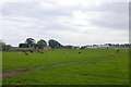 Cattle, Woodland