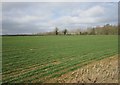 Autumn sown crop near Grange Farm