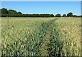 Path through wheat field