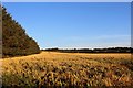 Wheat Field by Greenford