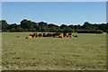 Gathering in the centre of a field