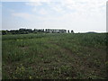 Bean field near Red Lodge Farm