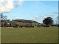 Park Wood viewed from near Red House