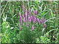 Marsh Woundwort, Chirton Dene, North Shields