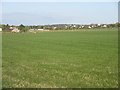 Grassy field near Maryton