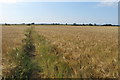 Bridleway to Wappenham