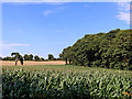 Staffordshire farmland by Little Iverley Covert