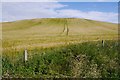 Ripening barley, Kirkton of Slains