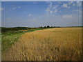 Barley field near Kirby Hall Farm