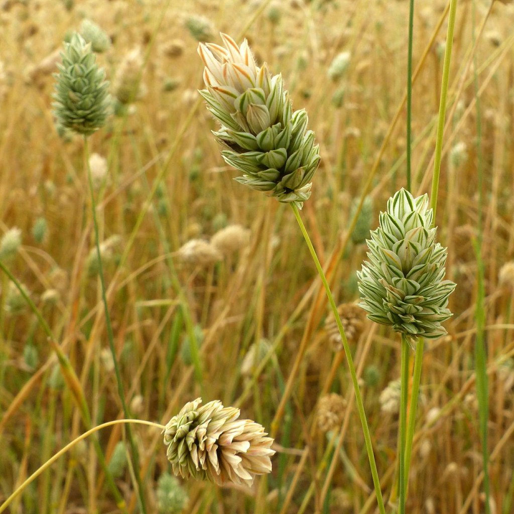 canary-grass-phalaris-canariensis-alan-murray-rust-cc-by-sa-2-0