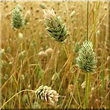 SK7152 : Canary grass (Phalaris canariensis) by Alan Murray-Rust