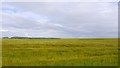 Barley, Nether Brownhill