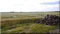 Barley near Nether Brownhill