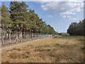 Boundary Fence on the Chobham Ridges