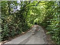 Lane heading down towards the Teign valley