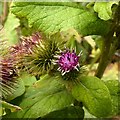 Burdock (Arctium lappa) in flower