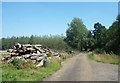 Logs by the Track