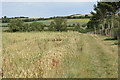 SP2439 : Path by a wheat field by Bill Boaden