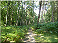 Path, Ashdown Forest