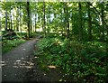 Woodland path